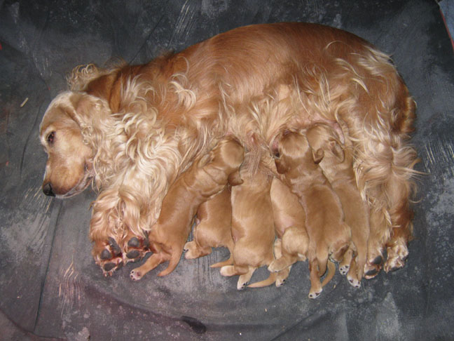 Dragongrdens Kennel